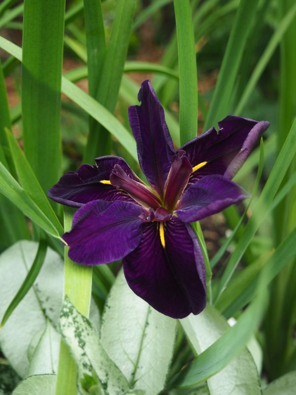 Iris de Louisiane, Iris louisiana 'Black Gamecock'