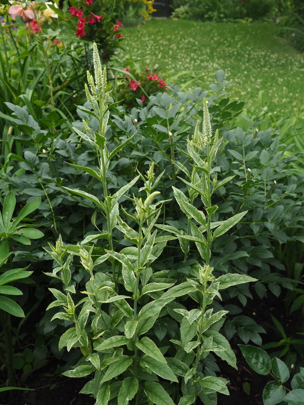 V&eacute;ronique, V&eacute;ronique &agrave; longues feuilles, Veronica longifolia 'Charlotte'