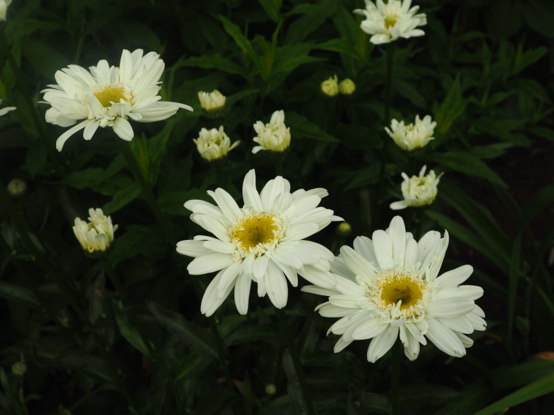 Marguerite, Marguerite, Leucanthemum ×superbum 'Thomas Killen'