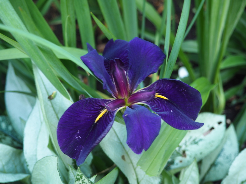 Iris de Louisiane, Iris louisiana 'Black Gameock'