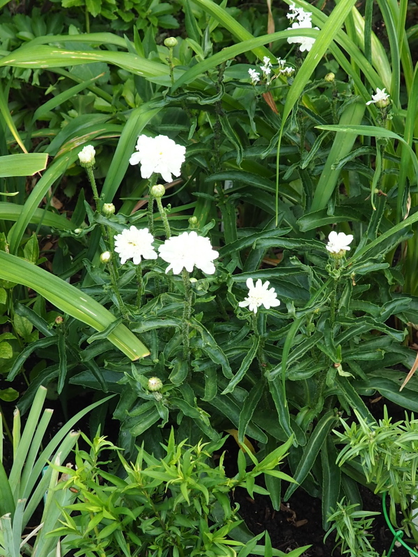 Marguerite, Marguerite, Leucanthemum ×superbum 'Victorian Secrets'