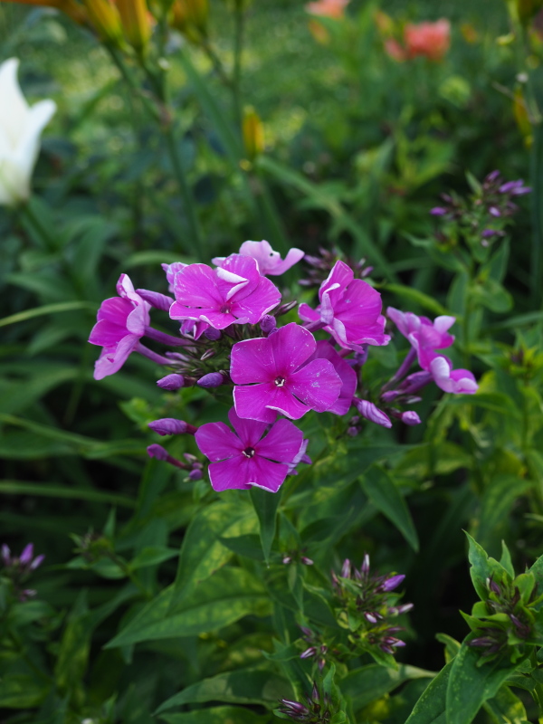 Phlox paniculé, phlox des jardins Phlox paniculata Purple Rain