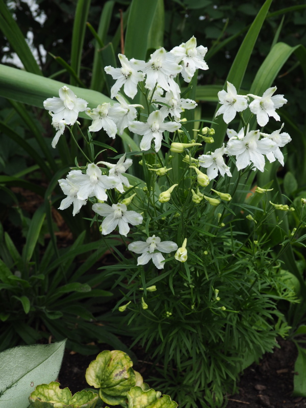 Delphinium grandiflorum 'White Butterfly'