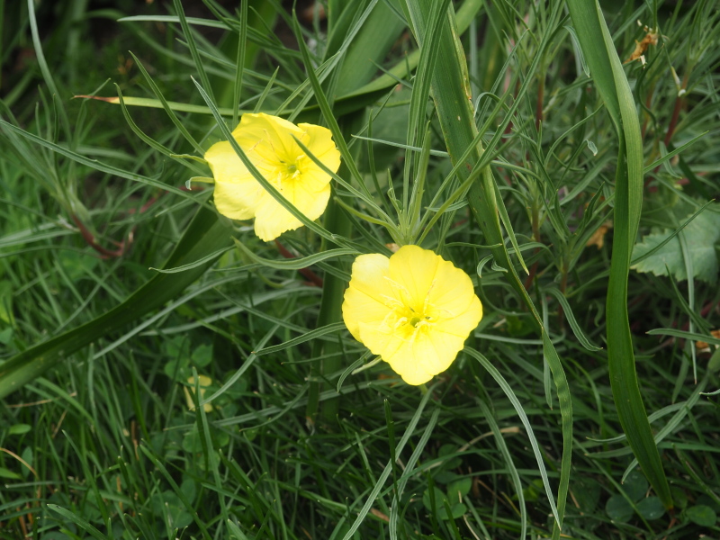 Oenoth&egrave;re, onagre, Oenoth&egrave;re &agrave; gros fruits, Onagre, Oenothera macrocarpa 'fremontii &rsquo;Shimmer&rsquo;'