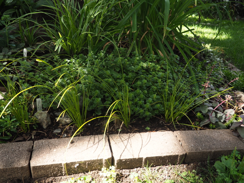 Carex, la&icirc;ches, Carex testacea 
