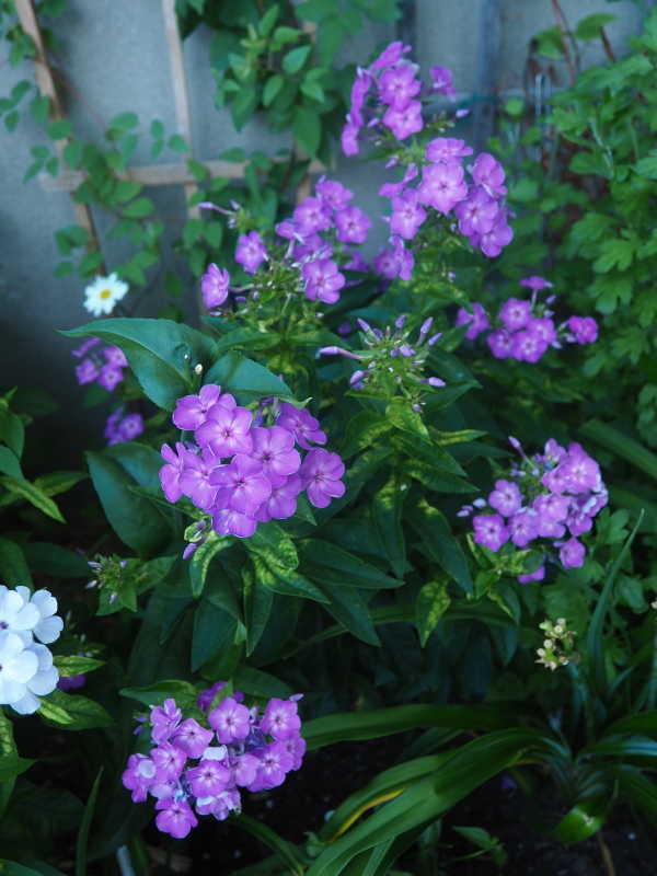 Phlox panicul&eacute;, phlox des jardins, Phlox paniculata 'Purple&#8211;Eye Flame'