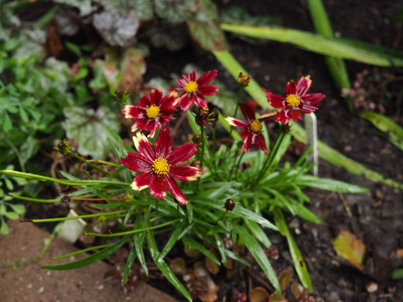 Cor&eacute;opsis, Coreopsis 'Lil&rsquo; Bang Red Elf'
