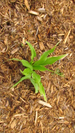 Hosta ×hybrida 'Corkscrew'