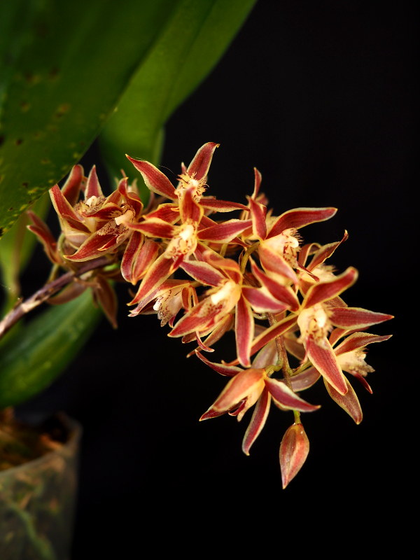 Macradenia multiflora 