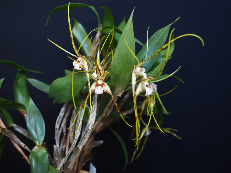 Dendrobium tetragonum 