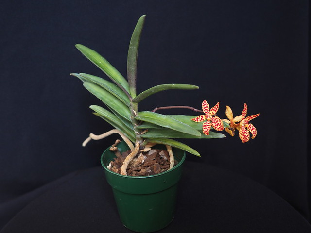 Orchid&eacute;e, Renanthera monachica 