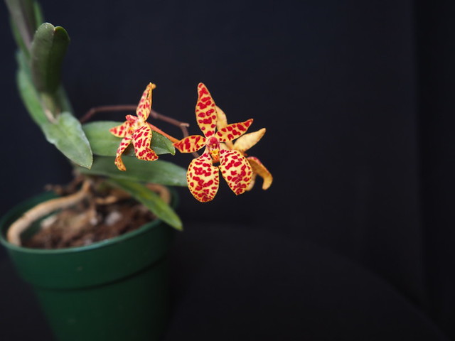 Orchid&eacute;e, Renanthera monachica 