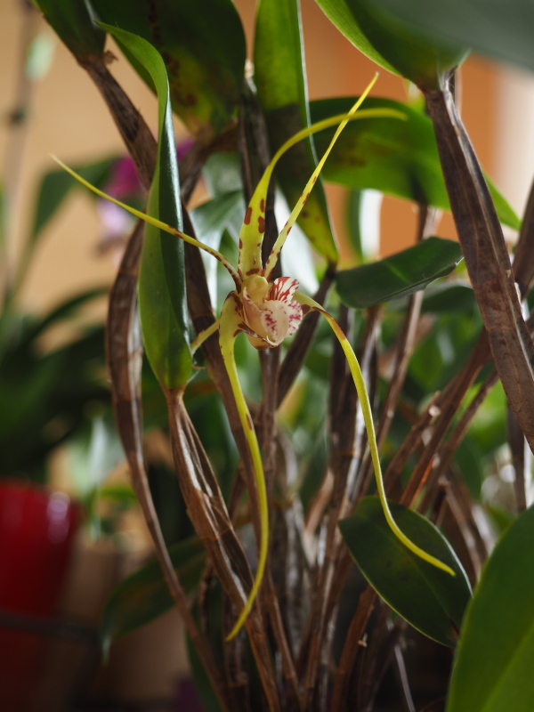 Dendrobium tetragonum 
