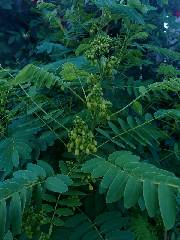 Cassia marilandica 