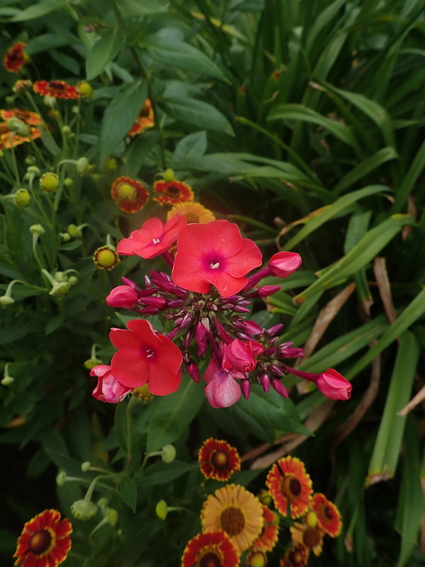 Phlox panicul&eacute;, phlox des jardins, Phlox paniculata 'Orange Queen'