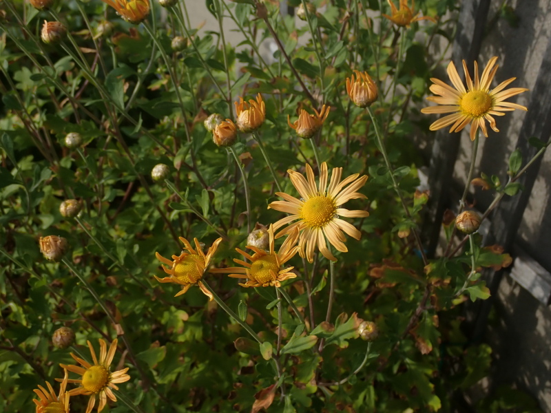 Chrysanth&egrave;me, Chrysanthemum ×rubellum 'Mary Stoker'