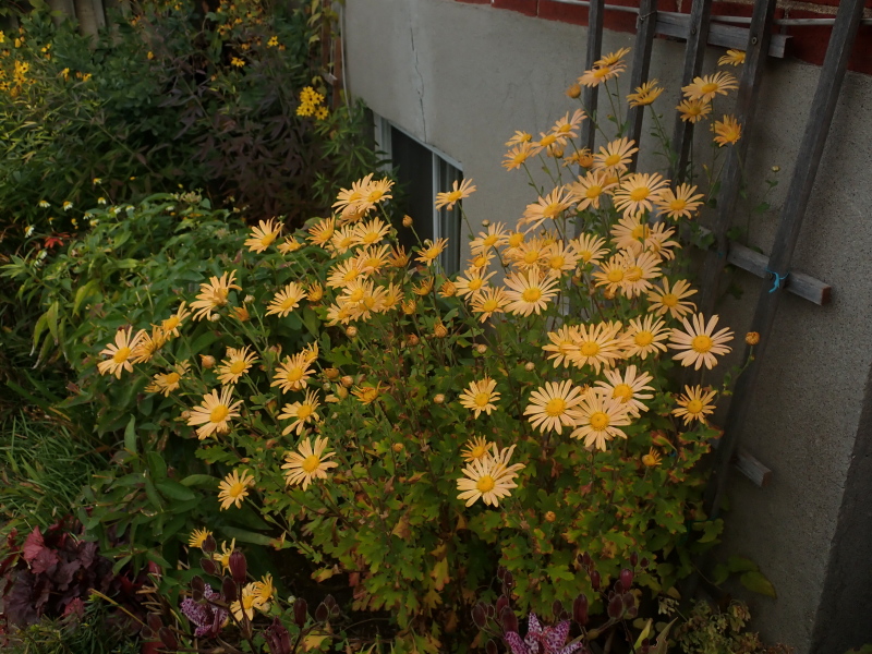 Chrysanthème Chrysanthemum ×rubellum rubellum 'Mary Stoker