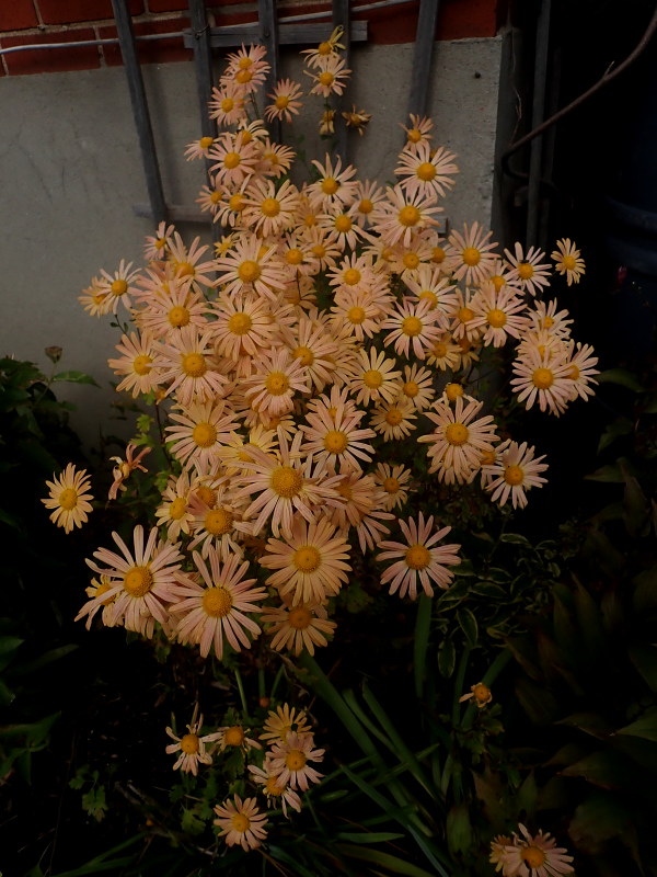 Chrysanth&egrave;me, Chrysanthemum rubellum 'Mary Stoker'