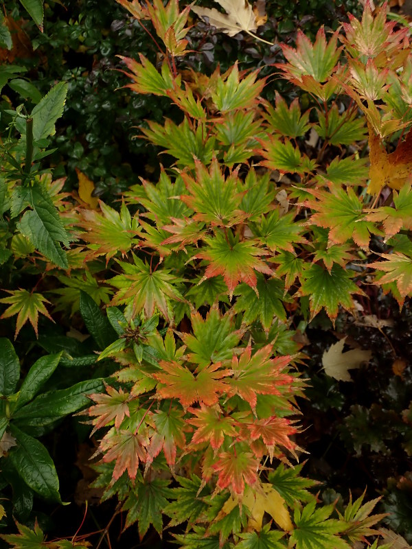 Érable Érable du japon doré Acer shirasawanum 