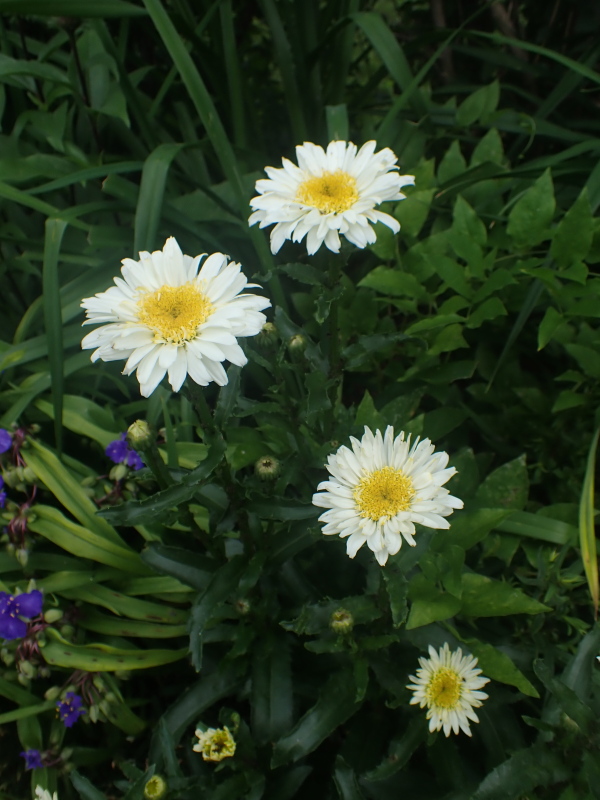 Marguerite, Marguerite, Leucanthemum ×superbum 'Real Glory'