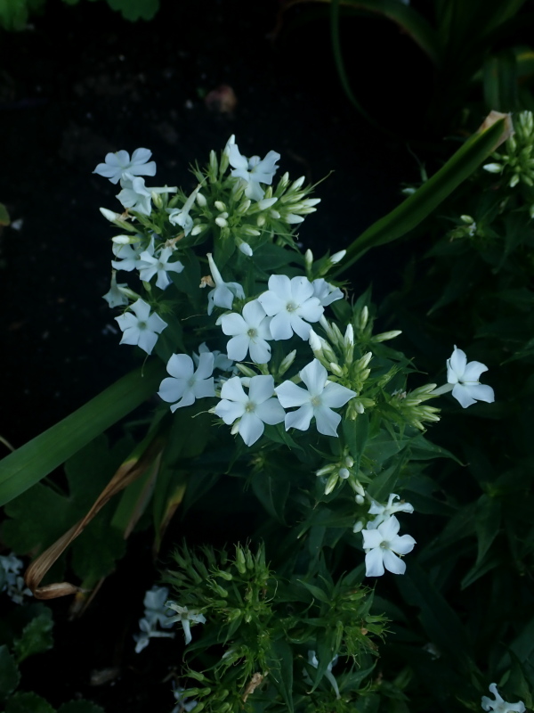 Phlox paniculé, phlox des jardins Phlox paniculata Early White
