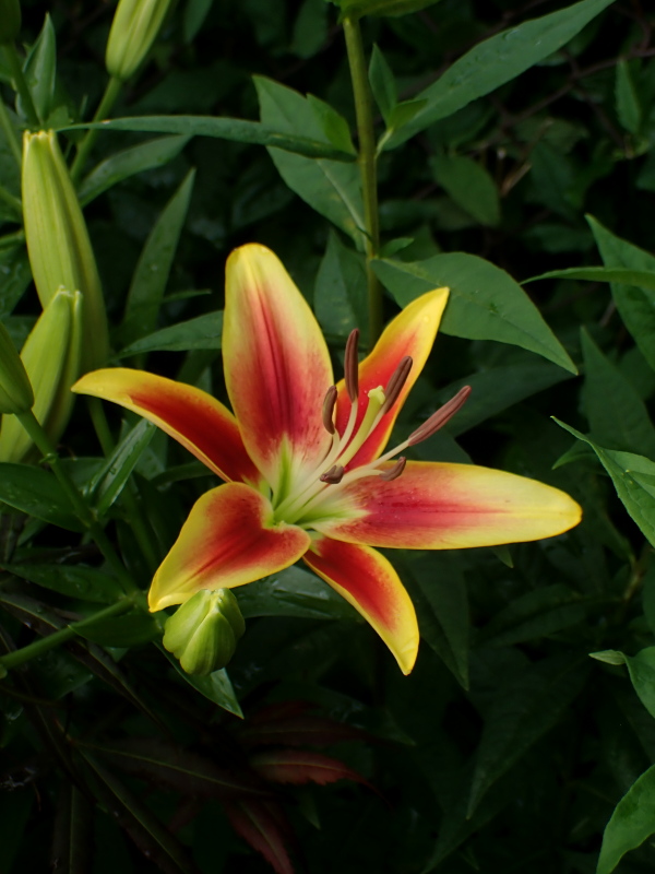 Lys Lilium oriental x asiatic kaveri