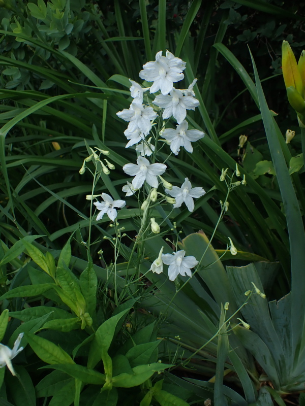 Delphinium grandiflorum White Butterfly
