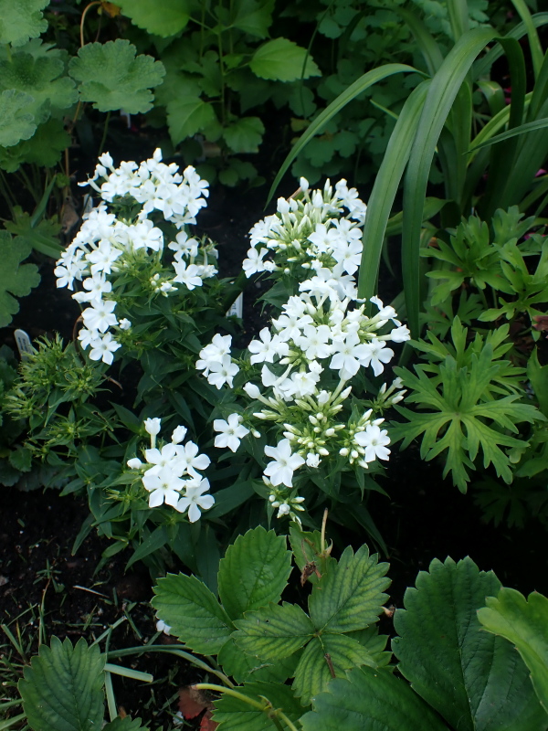 Phlox panicul&eacute;, phlox des jardins, Phlox paniculata 'Early White'
