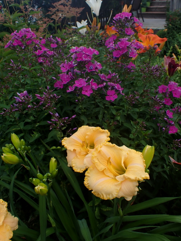 Phlox panicul&eacute;, phlox des jardins, Phlox paniculata 'Purple Rain'