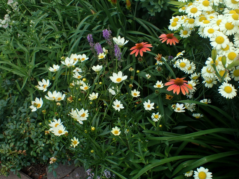 Cor&eacute;opsis, Coreopsis 'Star Cluster'