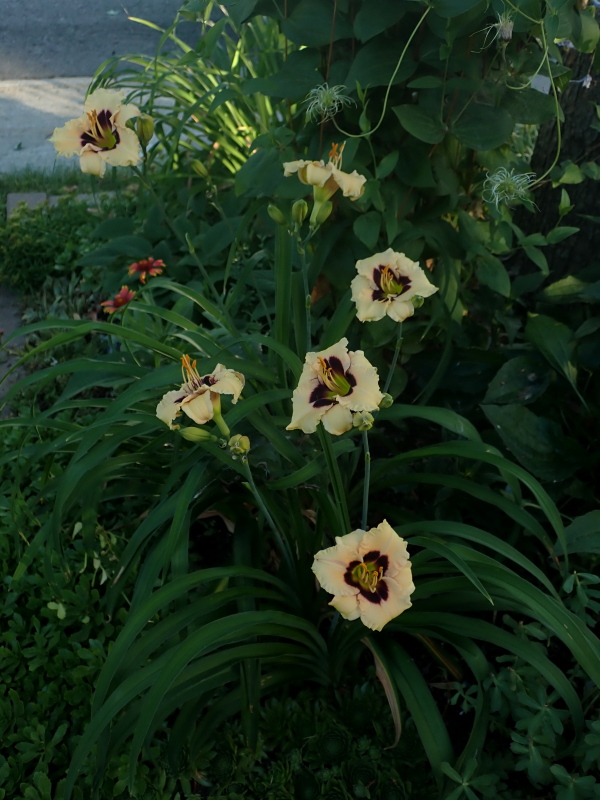 Hémérocalle Hemerocallis ×hybrida Siloam Uri Winniford