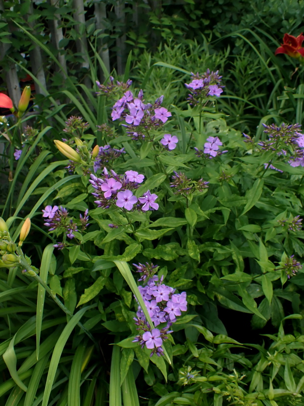 Phlox panicul&eacute;, phlox des jardins, Phlox paniculata 'Violet Flame'
