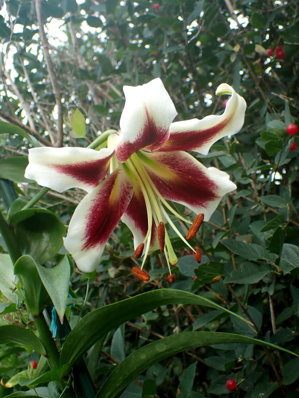Lys Oriental x Trumpet Lilium ×orienpet Beverly's Dream