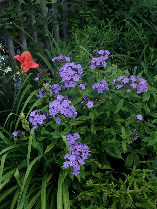 Phlox paniculé, phlox des jardins Phlox paniculata Violet Flame
