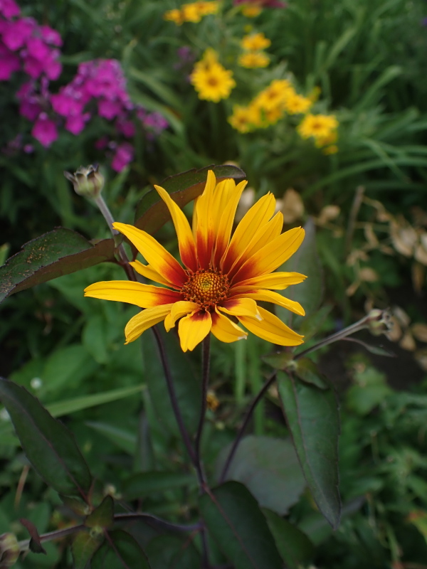 Faux h&eacute;lianthe, Heliopsis helianthoides 'scabra Burning Hearts'