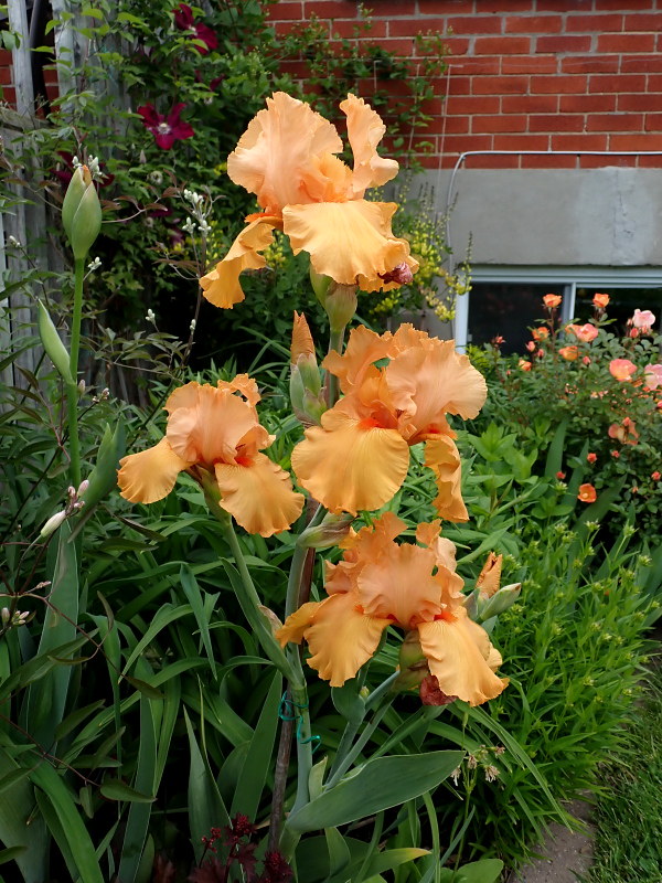 Iris d&rsquo;Allemagne, Iris barbu, Iris germanica 'Orange Harvest'