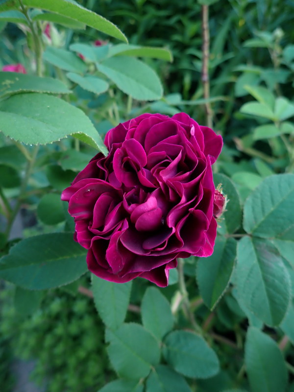 Rosier, églantier Rosa Tuscany Superb