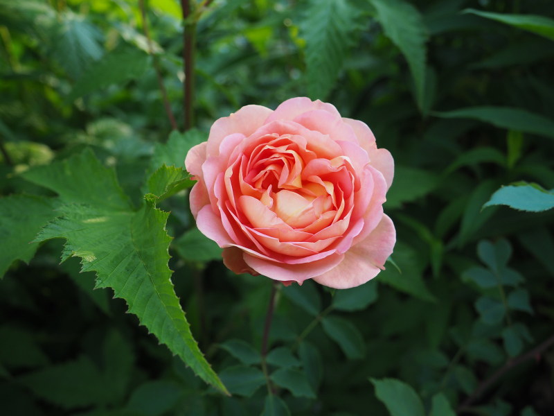 Rosier, églantier Rosa Lady of Shalott