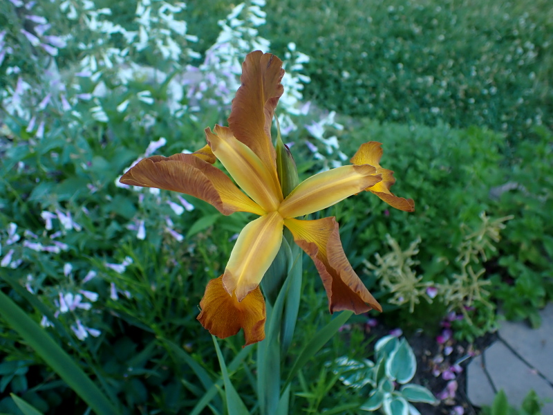 Iris spuria 'Missouri Autumn'