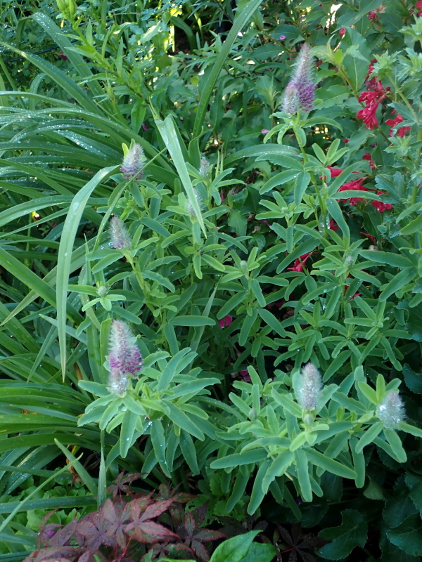 Tr&egrave;fle, Tr&egrave;fle rouge&acirc;tre, Trifolium rubens 