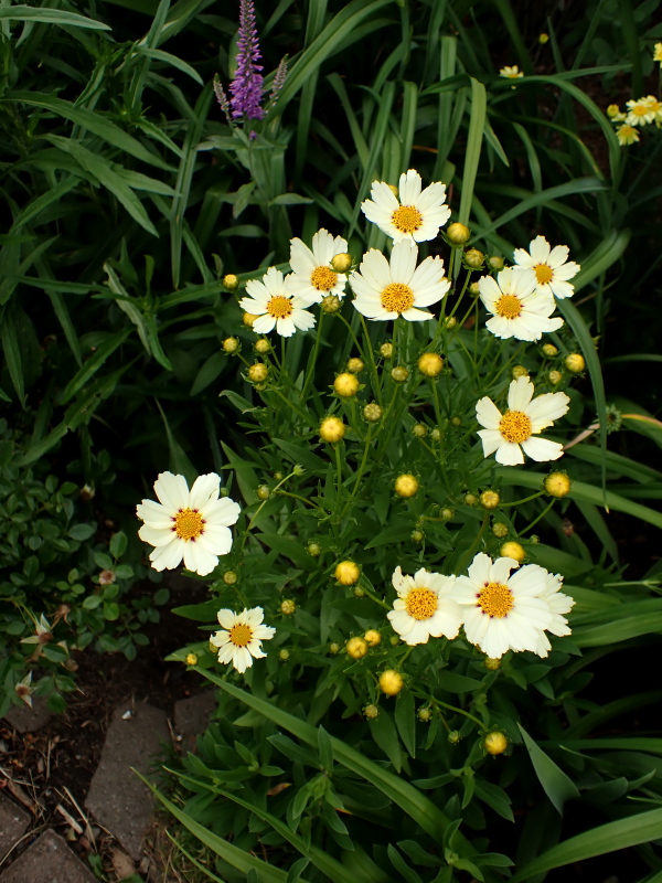 Cor&eacute;opsis, Coreopsis 'Star Cluster'