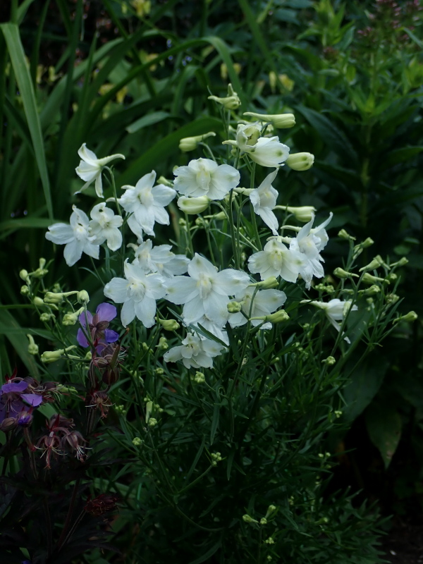 Delphinium grandiflorum 'White Butterfly'