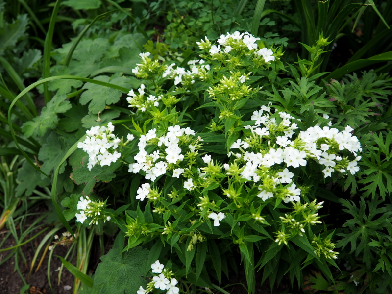 Phlox panicul&eacute;, phlox des jardins, Phlox paniculata 'Early White'