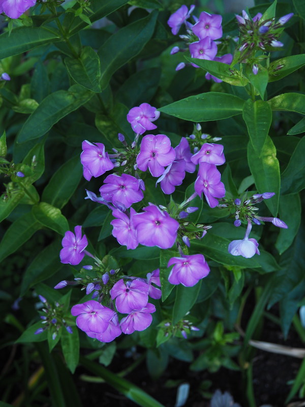 Phlox panicul&eacute;, phlox des jardins, Phlox paniculata 'PurpleEye Flame'