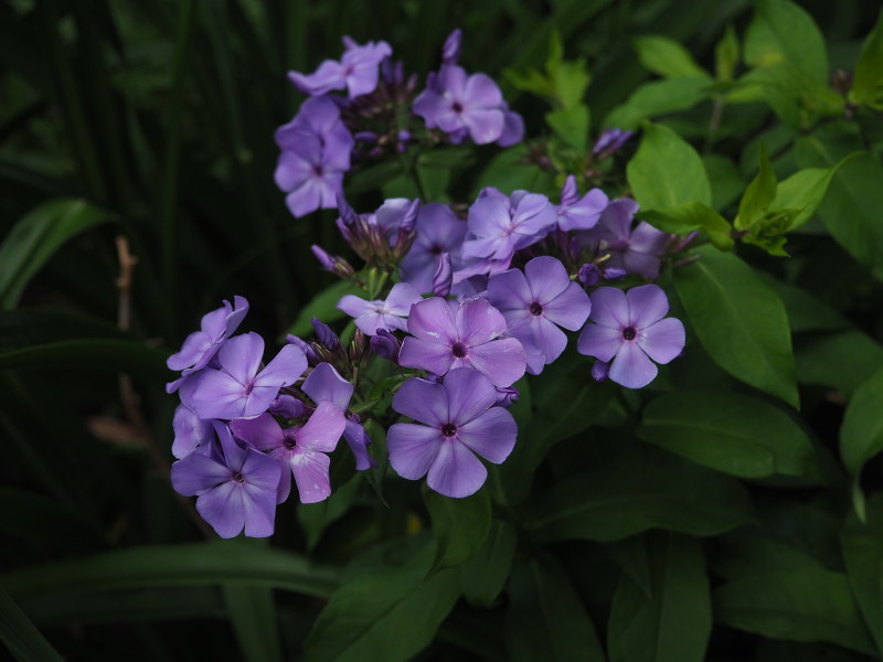 Phlox panicul&eacute;, phlox des jardins, Phlox paniculata 'Violet Flame'