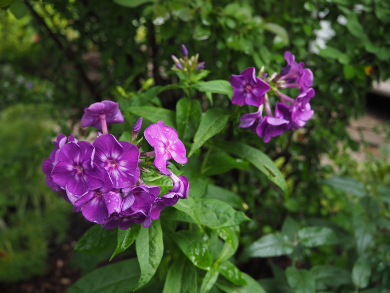 Phlox paniculé, phlox des jardins Phlox paniculata Purple Kiss