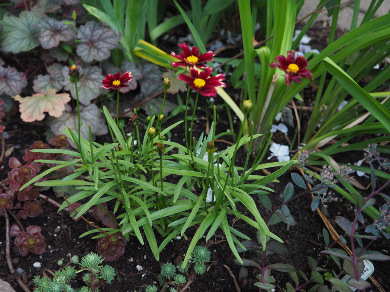 Coréopsis Coreopsis ×hybride Lil' Bang Red Elf