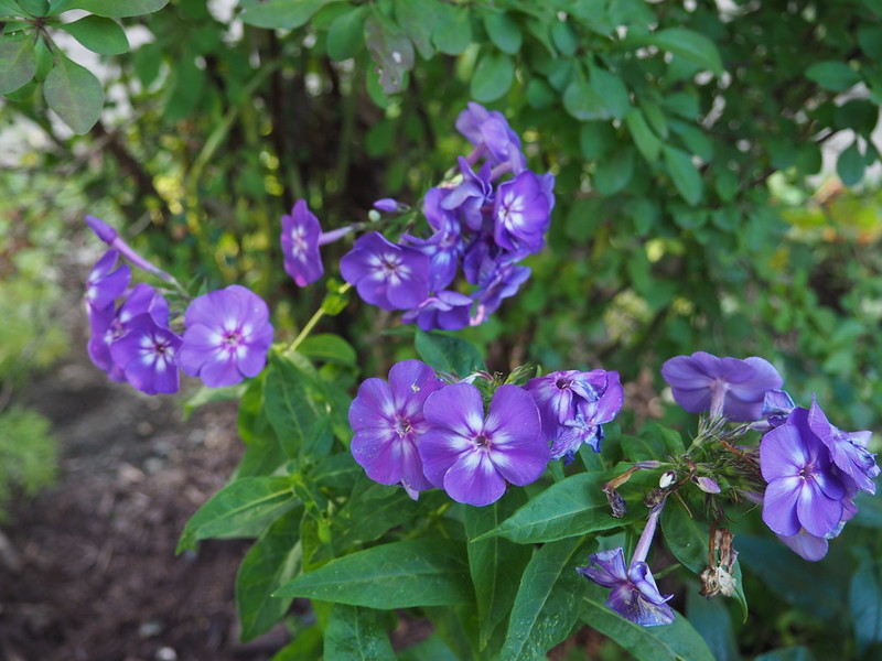 Phlox panicul&eacute;, phlox des jardins, Phlox paniculata 'Purple Kiss'
