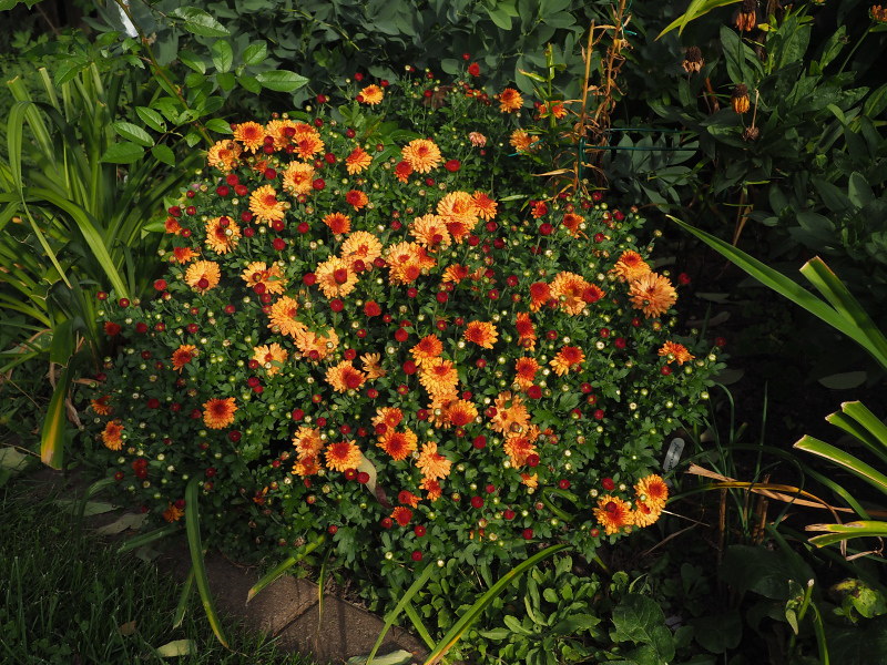 Chrysanthème Chrysanthemum morifolium Warm Igloo