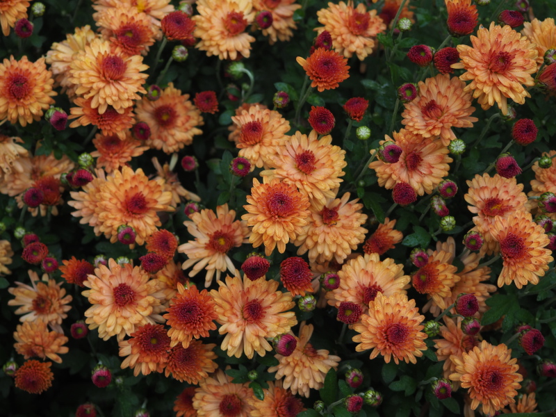 Chrysanthème Chrysanthemum morifolium Warm Igloo